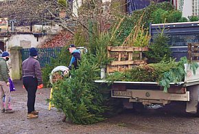 Kupujesz żywą choinkę na święta? Ten szczegół łatwo przeoczyć-37902