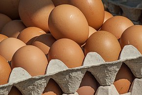 Salmonella wykryta w jajach! GIS wydał pilne ostrzeżenie-37991
