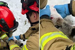 Ranna sarna uratowana w Sopocie! Poruszająca akcja strażaków