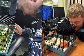 Sopoccy policjanci zaopiekowali się chomikiem! Teraz czeka na właściciela