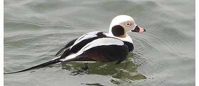 Spacer z ornitologicznym motywem przewodnim-8526