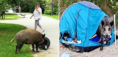 Dziki w Sopocie. Problem jest większy niż nam się wydaje-36788