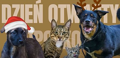 Dzień otwarty w Sopotkowie! Schronisko zaprasza na przedświąteczne spotkanie-37647