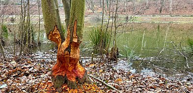 Bobry przy Morskim Oku w Sopocie! Ślady żerowania zaskoczyły spacerowiczów-37728
