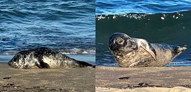 Wyjątkowy prezent dla bliskich i natury. Adoptuj fokę na święta-37917