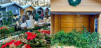 Darmowa jemioła na Sopockim Rynku! ECO Sopot i ZDiZ zapraszają mieszkańców-38010