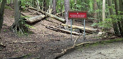 Niebezpieczne sosny przy Zajęczym Wzgórzu-38007