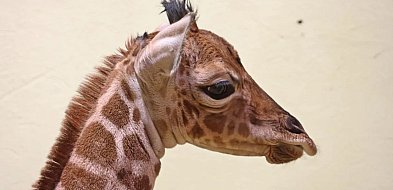 Najwyższy noworodek w Trójmieście. Historyczne narodziny w gdańskim zoo-38034