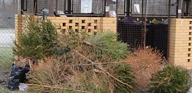 Co zrobić z choinką po świętach w Sopocie? Sprawdź harmonogram odbioru drzewek-38290