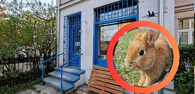 Chcesz pogłaskać królika i pomóc? Uszakowo zaprasza na Dzień Otwarty