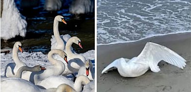 Sopot zagrożony ptasią grypą! Sprawdź nowe zasady bezpieczeństwa