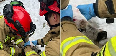 Ranna sarna uratowana w Sopocie! Poruszająca akcja strażaków