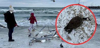 Ponad 100 martwych ptaków znaleziono w styczniu na sopockiej plaży [WIDEO]