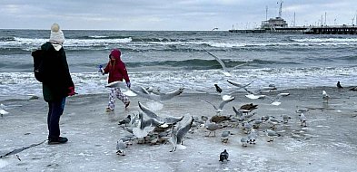 W Sopocie wykryto ogniska ptasiej grypy! Służby apelują o ostrożność