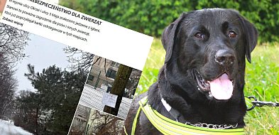 Ostrzeżenie dla właścicieli psów. Na trawnikach rozrzucono jedzenie z igłami