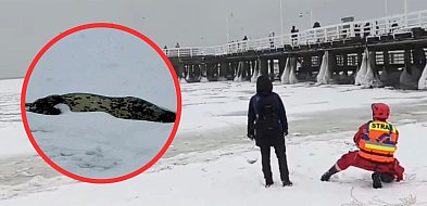 Foka na krze w Sopocie nie żyje. Trudne warunki lodowe uniemożliwiły interwencję