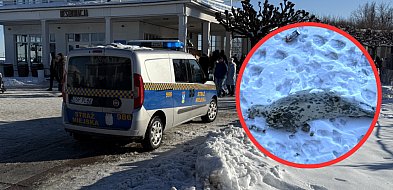 Straż Miejska reaguje na zgłoszenie o martwej foce przy sopockim molo [WIDEO]