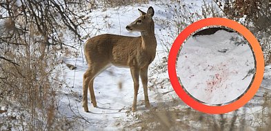 Tragedia w sopockim lesie! Pies bez smyczy śmiertelnie pogryzł łanię