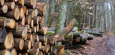 Rezerwat "Lasy Sopockie". Negocjacje na finiszu, decyzje jeszcze w tym roku