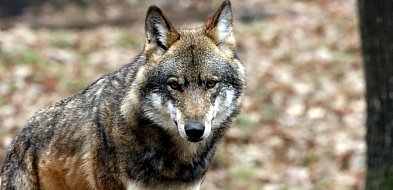 Tak walczą o zdrowie wilczycy. Kierowca potrącił ją na obwodnicy i uciekł