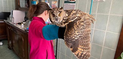 Sowa uderzyła w budynek w centrum Sopotu! Straż miejska ruszyła na ratunek