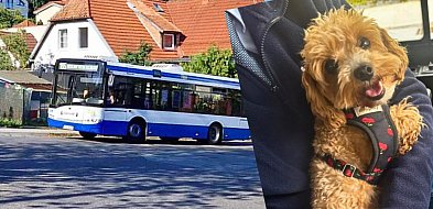 Pies, który jeździł autobusem. Wzorowa postawa kierowcy w Sopocie
