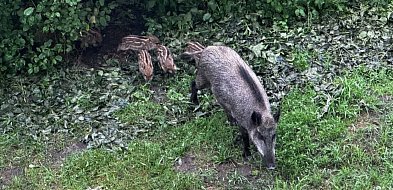 Dlaczego dziki zniknęły z sopockich osiedli? Urzędnicy wskazują dwie przyczyny