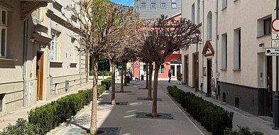Sopocianie czekają na liście! Co się dzieje z drzewami przy ul. Bema?