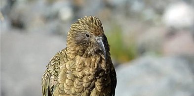 Papugi kea zamieszkały w gdańskim zoo! "Okazują się niezwykle inteligentne"