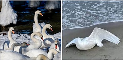 Sopot zagrożony ptasią grypą! Sprawdź nowe zasady bezpieczeństwa