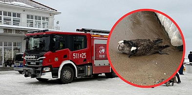 Ponad 100 martwych ptaków na sopockiej plaży. Miasto walczy z ptasią grypą