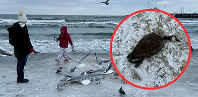 Ponad 100 martwych ptaków znaleziono w styczniu na sopockiej plaży [WIDEO]