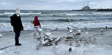 W Sopocie wykryto ogniska ptasiej grypy! Służby apelują o ostrożność