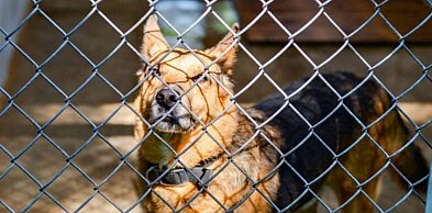 Masz psa, będziesz musiał go zaczipować. Nowe prawo coraz bliżej