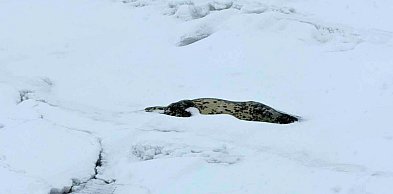 Martwa foka na sopockiej plaży? WWF Patrol w akcji [AKTUALIZOWANY]