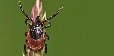 Czy mroźna zima zabija kleszcze? Nowe dane z Katedry Zoologii UG