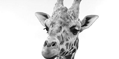 Gdańskie ZOO w żałobie. Nie żyje 15-letnia żyrafa