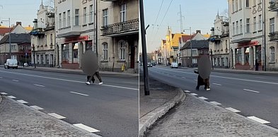 Niebezpieczne zachowanie pieszych w Sopocie! Czy nowe pasy rozwiążą problem?