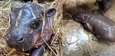 Słodka sensacja w gdańskim zoo! Na świat przyszła hipopotamka karłowata