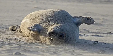 Biolożka z Helu: "Focze szczenięta tyją 2,5 kg dziennie" [WYWIAD]