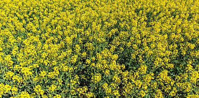 Śmietka rzepaczana w rzepaku ozimym i jarym – jak skutecznie ograniczyć straty już