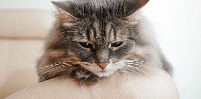 Wymioty pianą u kota – co oznaczają, kiedy jechać do weterynarza