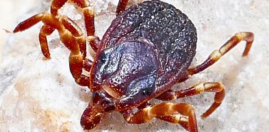 Dramatyczne dane dla Pomorza. Kleszcze coraz bardziej niebezpieczne