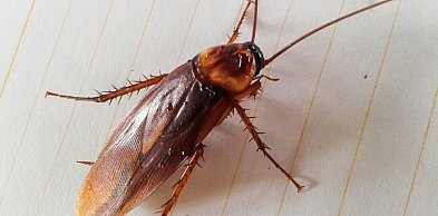 Karaluchy i prusaki w Sopocie – jak skutecznie się ich pozbyć