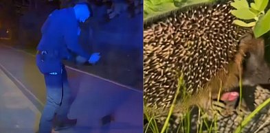 Policjanci uratowali jeża w Sopocie! "Odprowadziliśmy go (...) do domu"