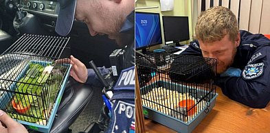 Sopoccy policjanci zaopiekowali się chomikiem! Teraz czeka na właściciela