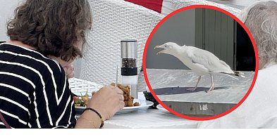 Sopot: mewa zjadła rybę, klientce została surówka. Co powinna zrobić restauracja?-35366