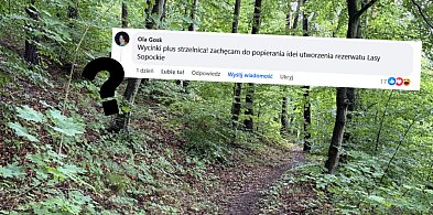 Łoś w centrum sopotu. Kiedy w końcu powstanie rezerwat “Lasy Sopockie”?-35510