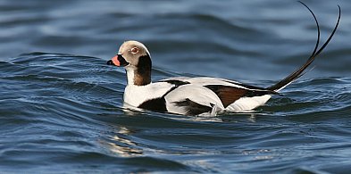 Czy ptaki z północy już są w Sopocie? Przekonaj się podczas spaceru-37022