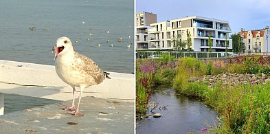 Ceny mieszkań w Sopocie. Tyle płacili za metr kwadratowy w październiku-36998